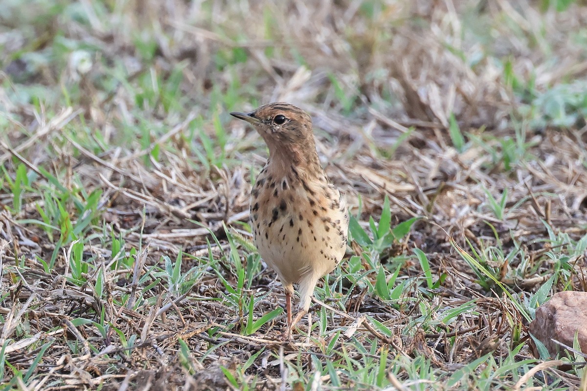 Щеврик червоногрудий - ML653280996