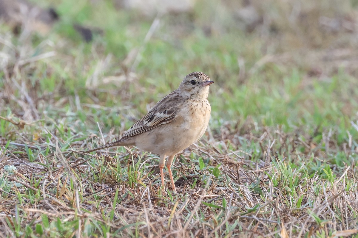 Щеврик забайкальський - ML653281039