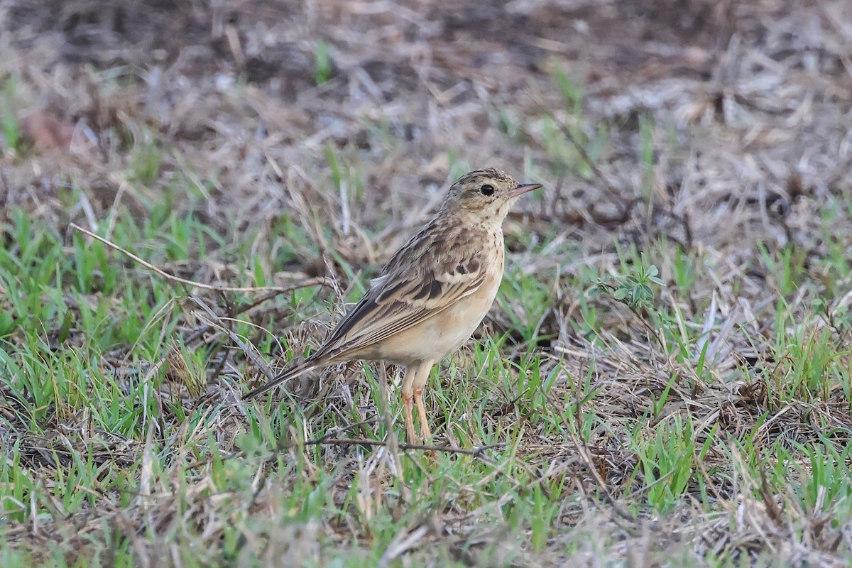 Щеврик забайкальський - ML653281040