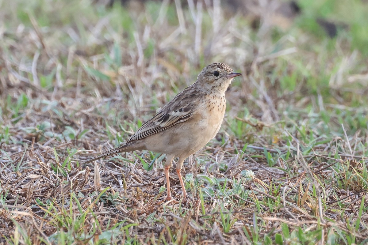 Щеврик забайкальський - ML653281041