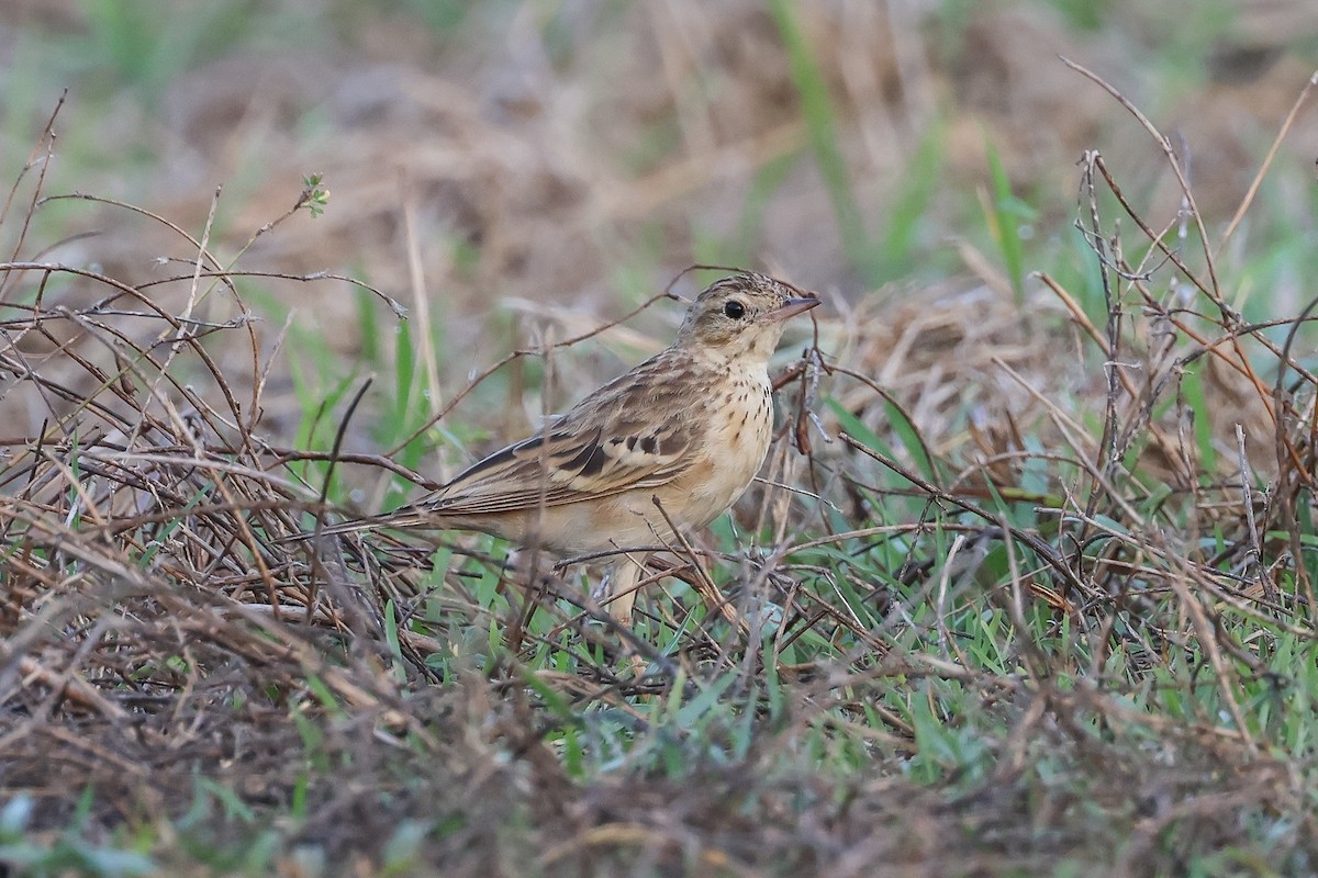 Щеврик забайкальський - ML653281042