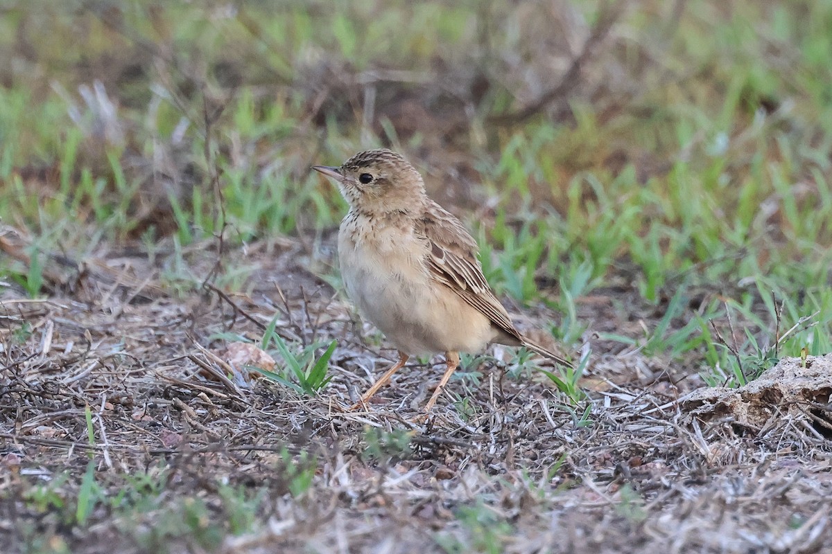 Щеврик забайкальський - ML653281043