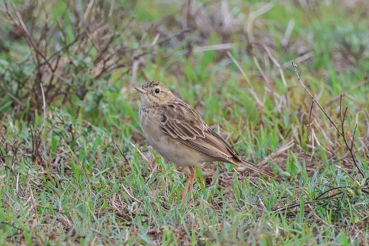 Щеврик забайкальський - ML653281044