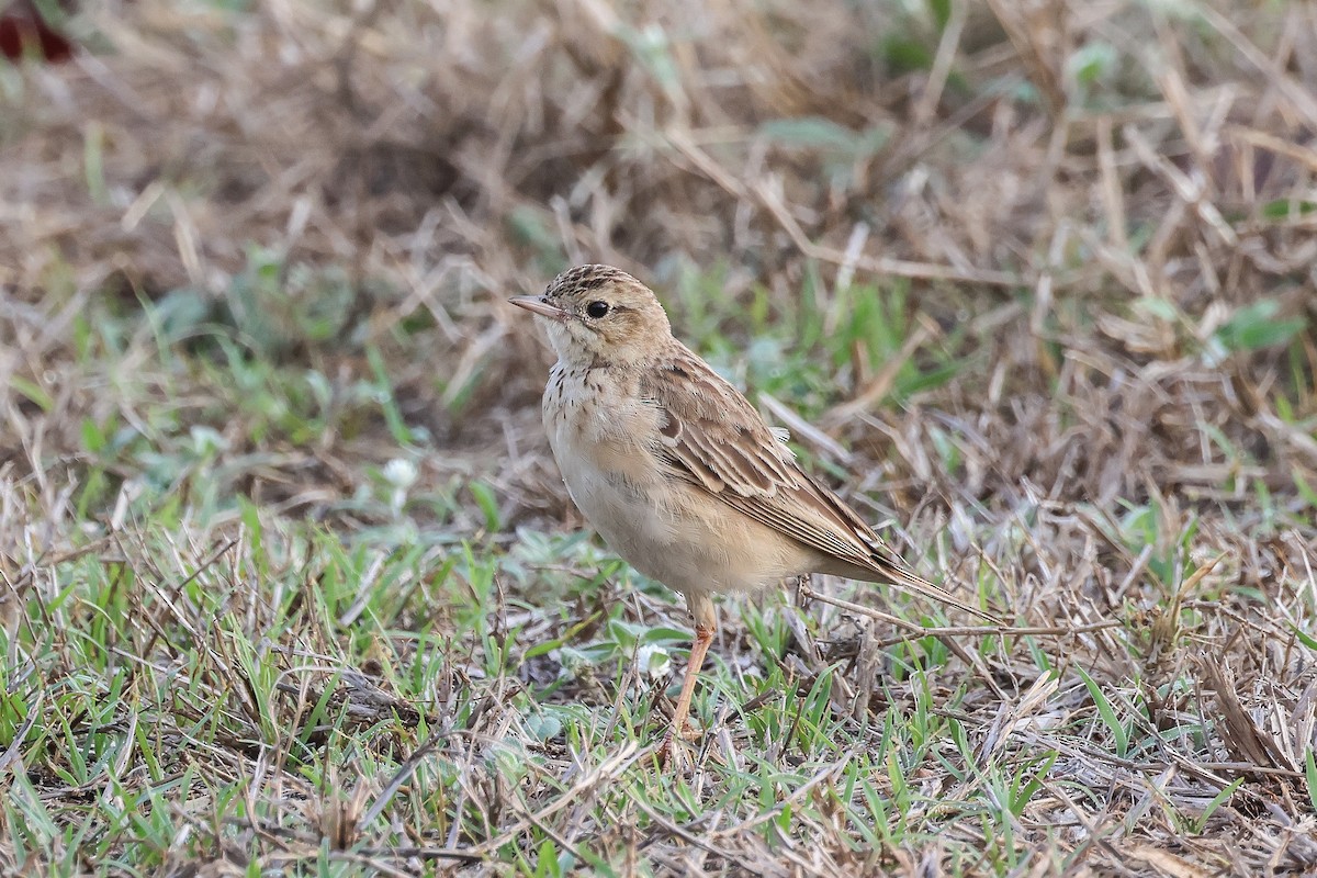 Щеврик забайкальський - ML653281045