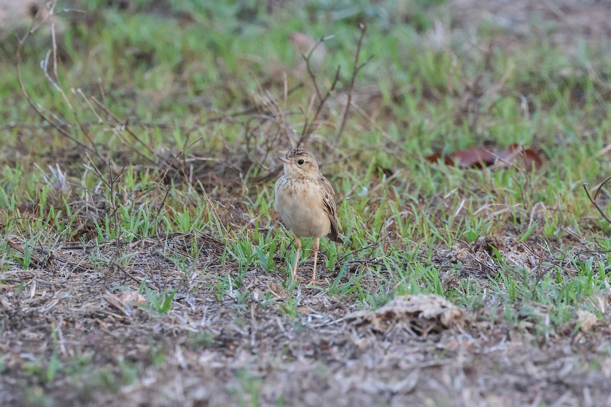 Щеврик забайкальський - ML653281046