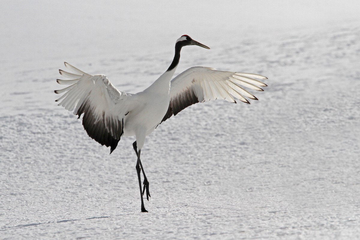 Red-crowned Crane - ML65328411