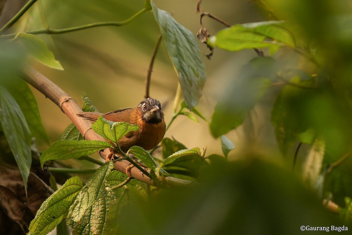Gray-throated Babbler - ML653284816