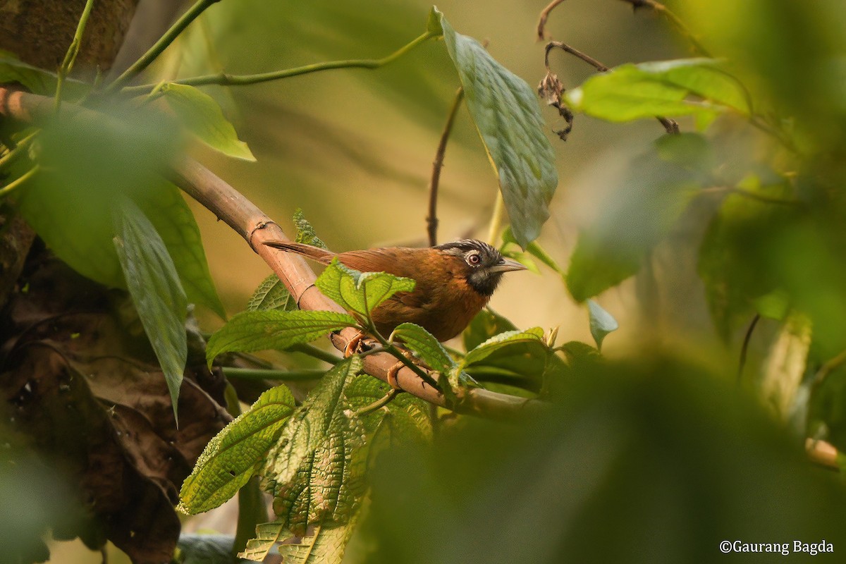 Gray-throated Babbler - ML653284817
