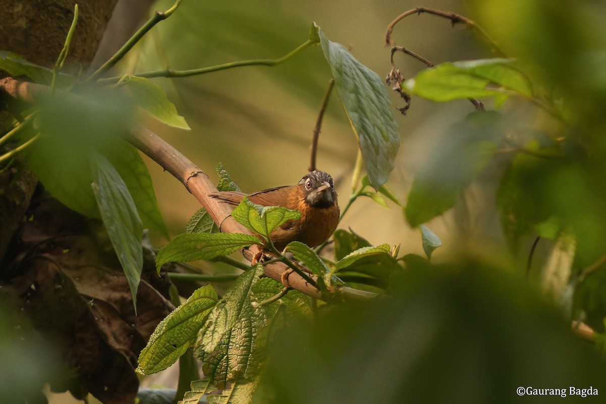 Gray-throated Babbler - ML653284818