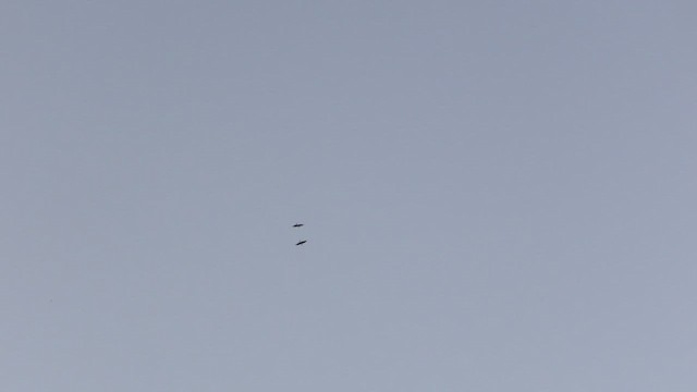 Crested Caracara (Northern) - ML653285228