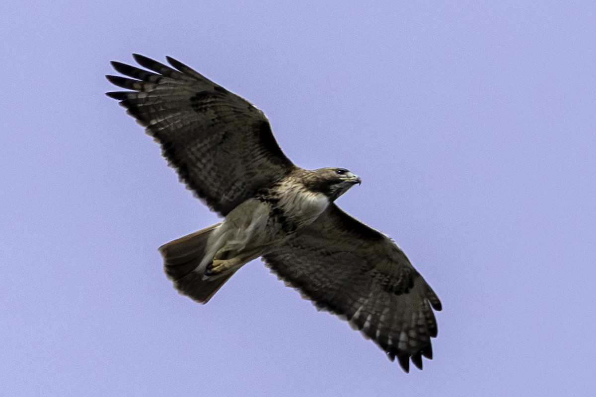 Red-tailed Hawk - ML653287949