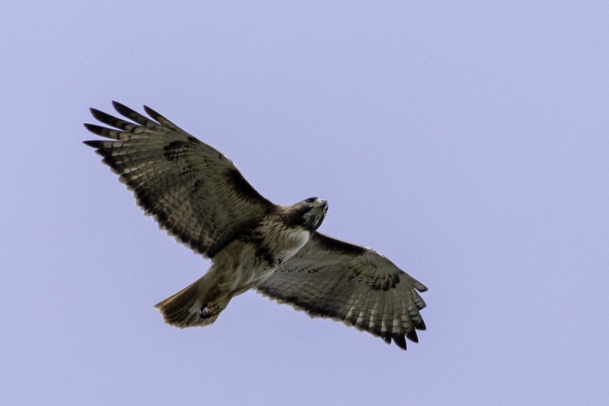 Red-tailed Hawk - ML653287950