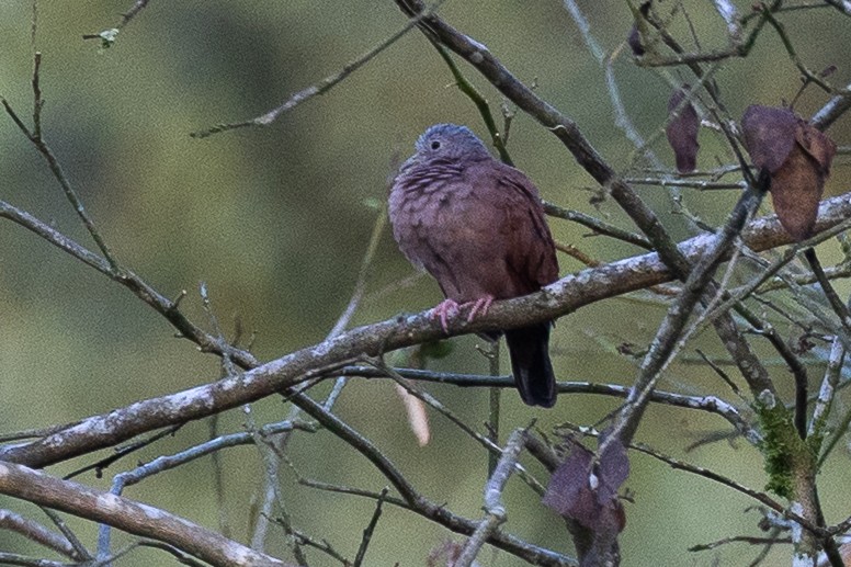 eBird Checklist - 14 Mar 2026 - Linda Vista De Chilamate - 47 species
