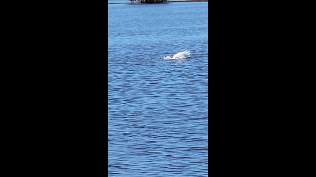 American White Pelican - ML653292957