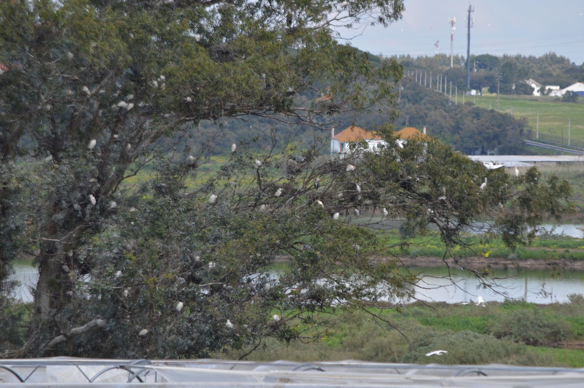 לבנית קטנה - ML653293434