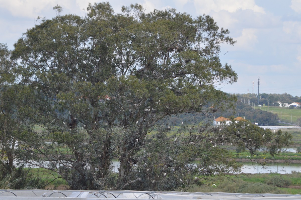אנפה אפורה - ML653293584