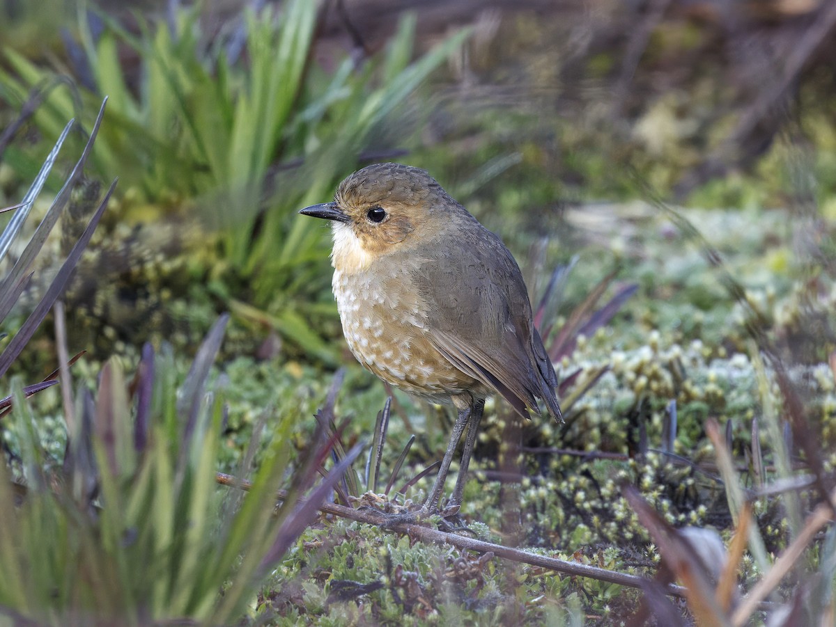 Boyaca Antpitta - ML653295042