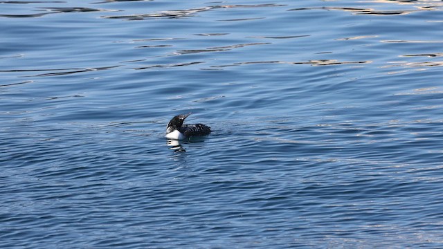 Common Loon - ML653295466