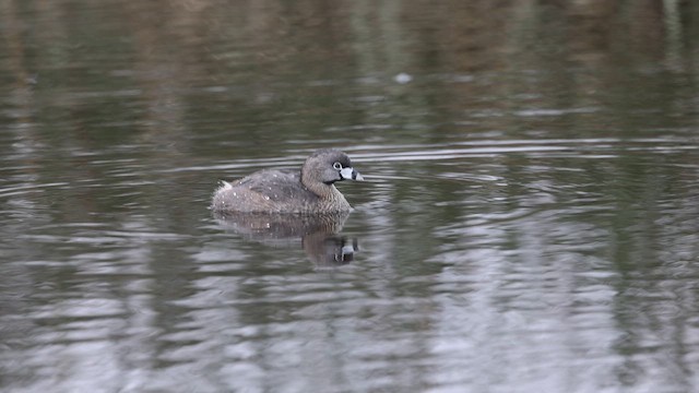 Pied-billed Grebe - ML653295671