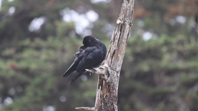 American Crow - ML653295831