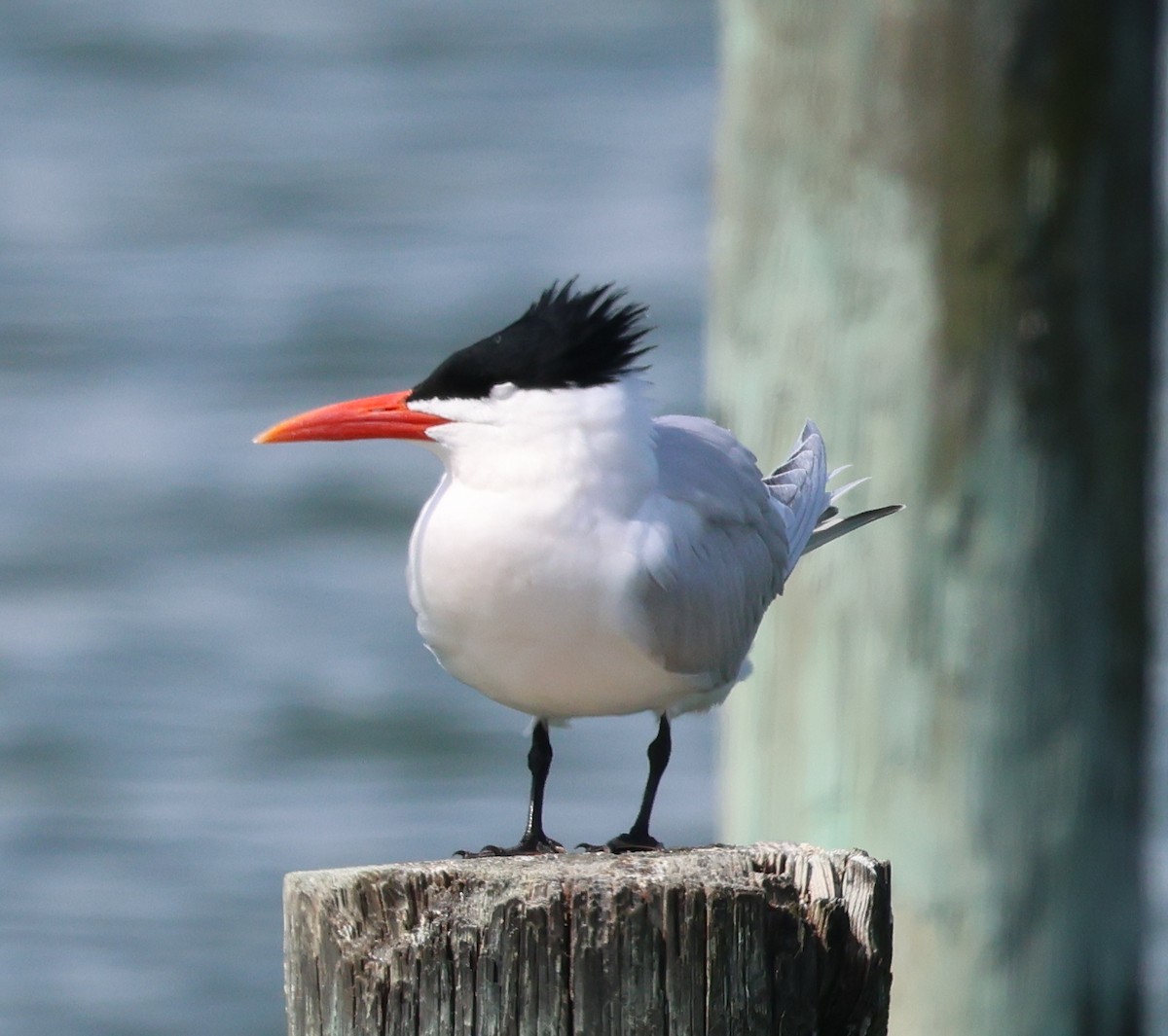 Royal Tern - ML653298703