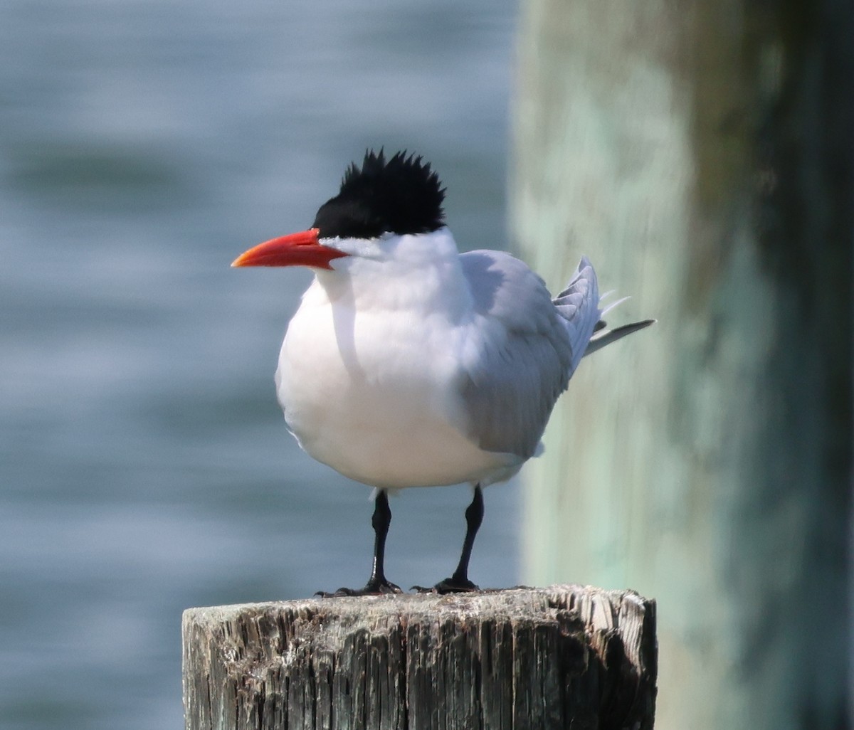 Royal Tern - ML653298704