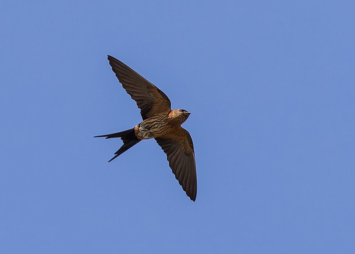 Eastern Red-rumped Swallow (Striated) - ML653299261
