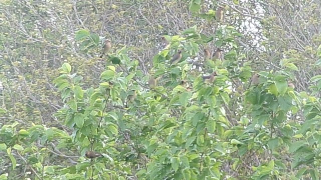 Cedar Waxwing - ML653300276