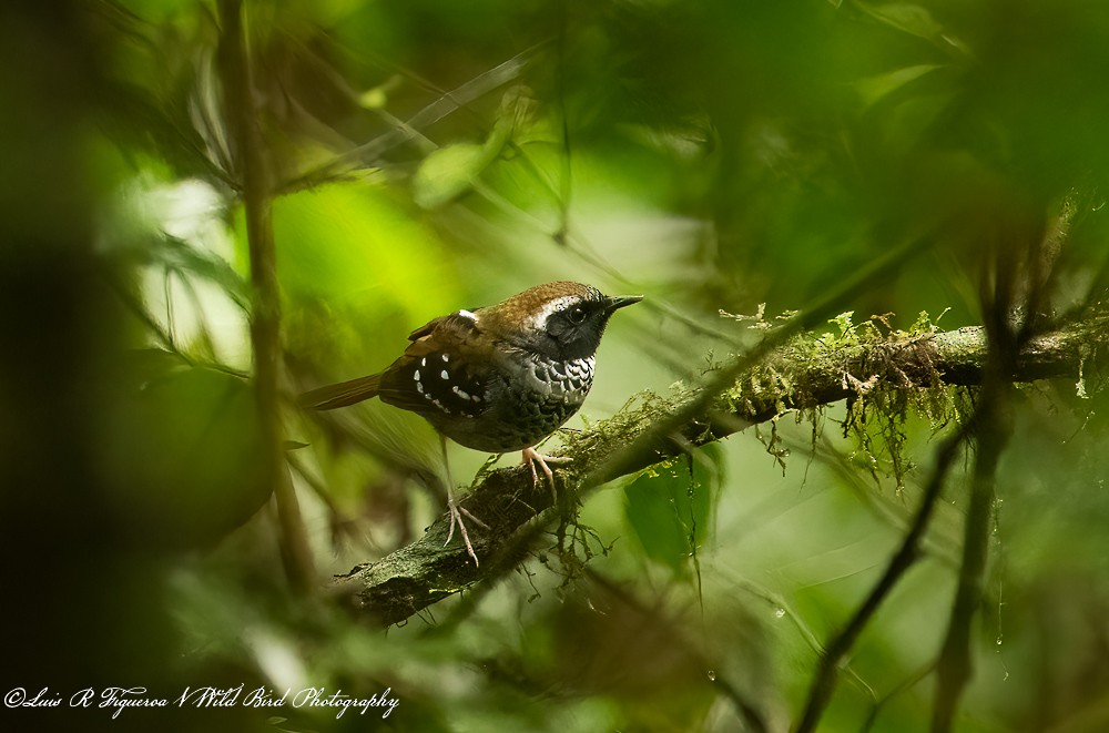 Schwarzkehl-Ameisenvogel - ML653303410