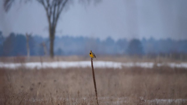 Шпаркос східний - ML653305683