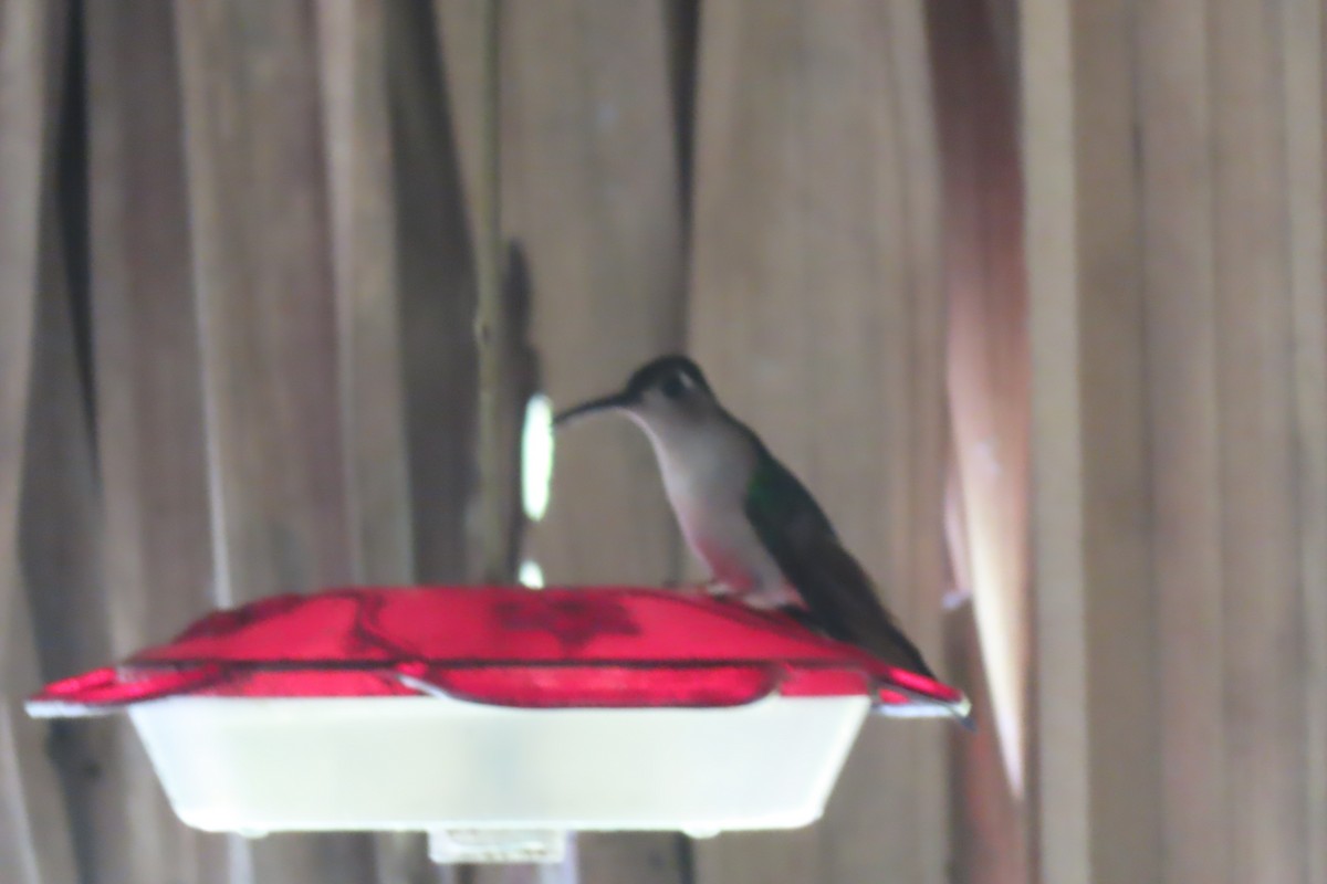 Wedge-tailed Sabrewing - ML653306175