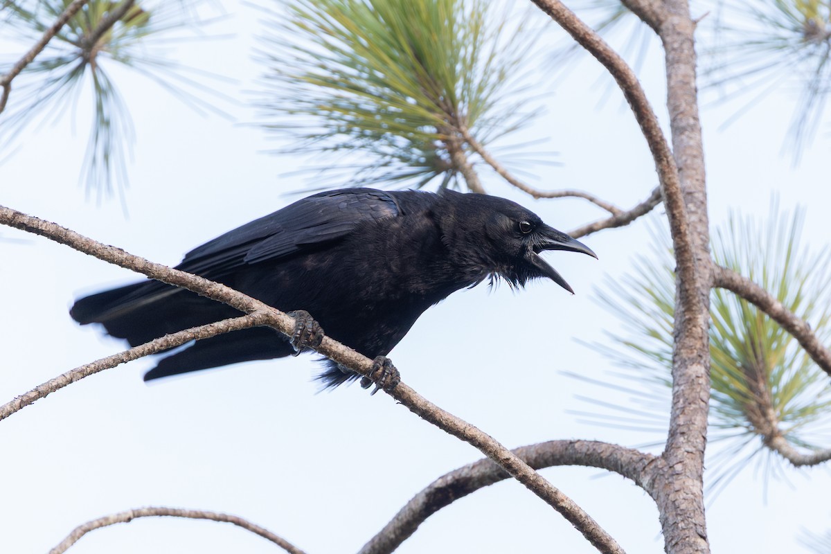 Hispaniolan Palm-Crow - ML653306912