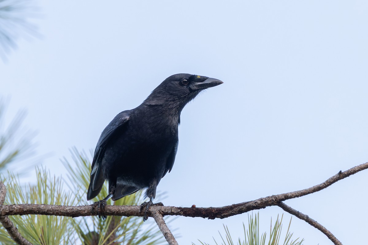 Hispaniolan Palm-Crow - ML653306913