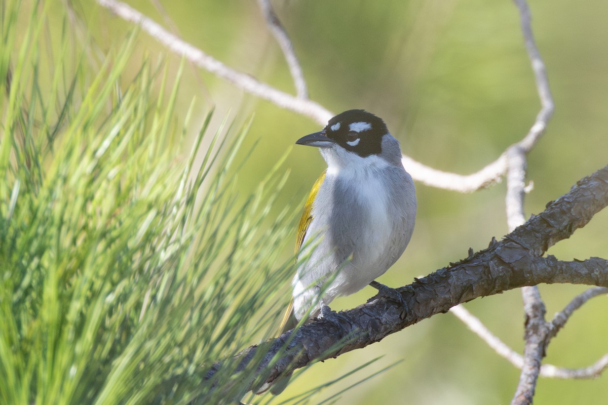 Black-crowned Palm-Tanager - ML653306929