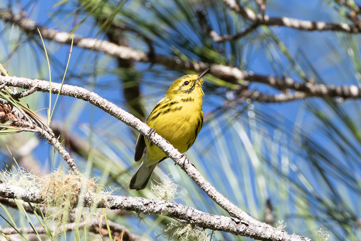 Prairie Warbler - ML653306936