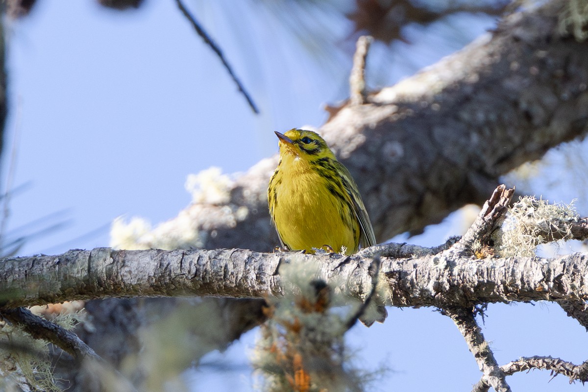 Prairie Warbler - ML653306975