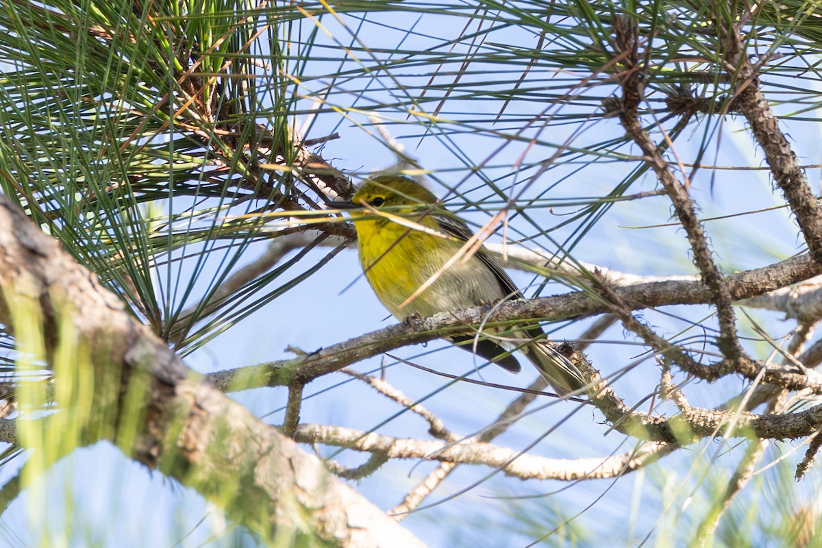 Pine Warbler - ML653306980