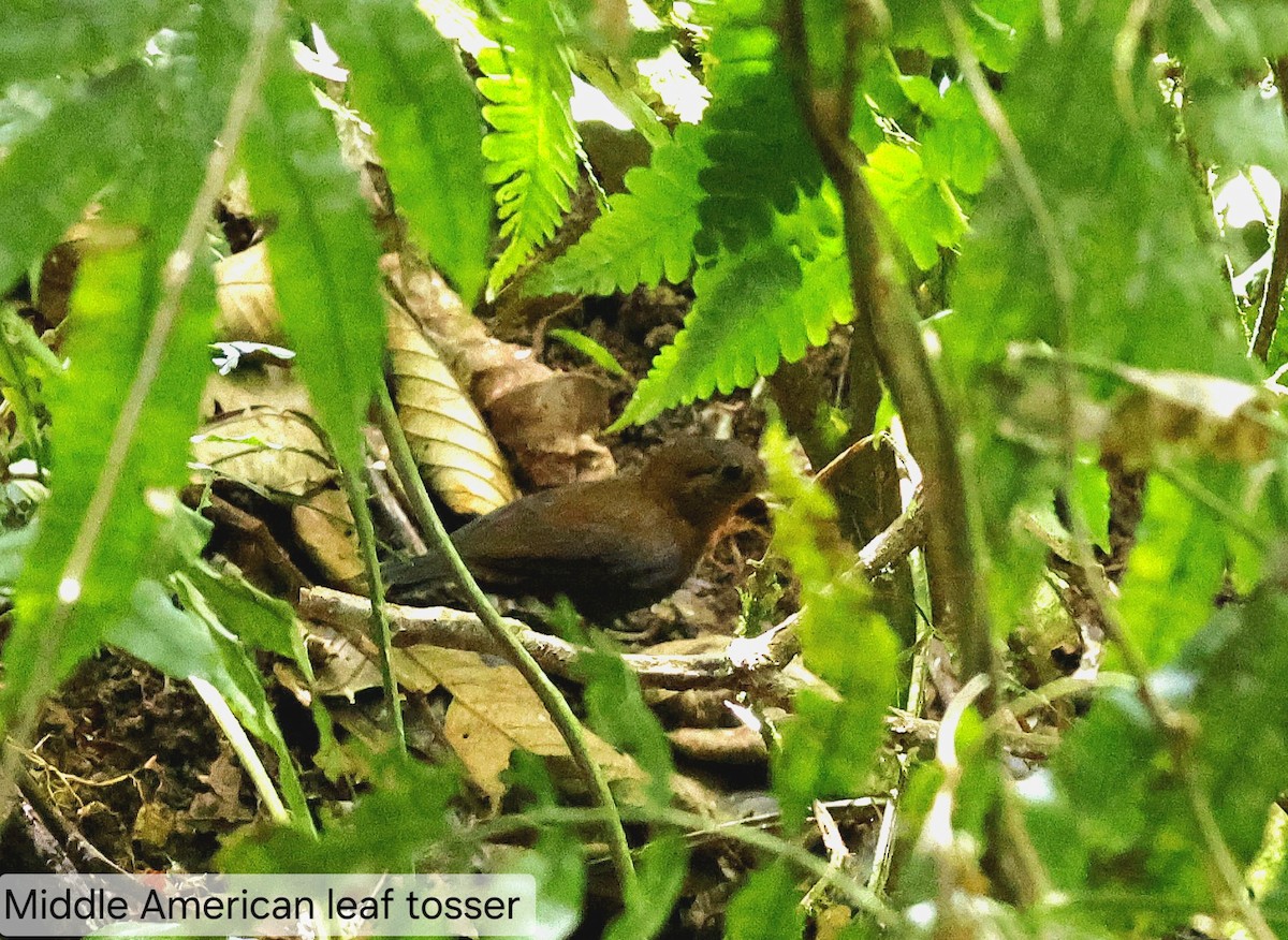 Middle American Leaftosser - ML653307726