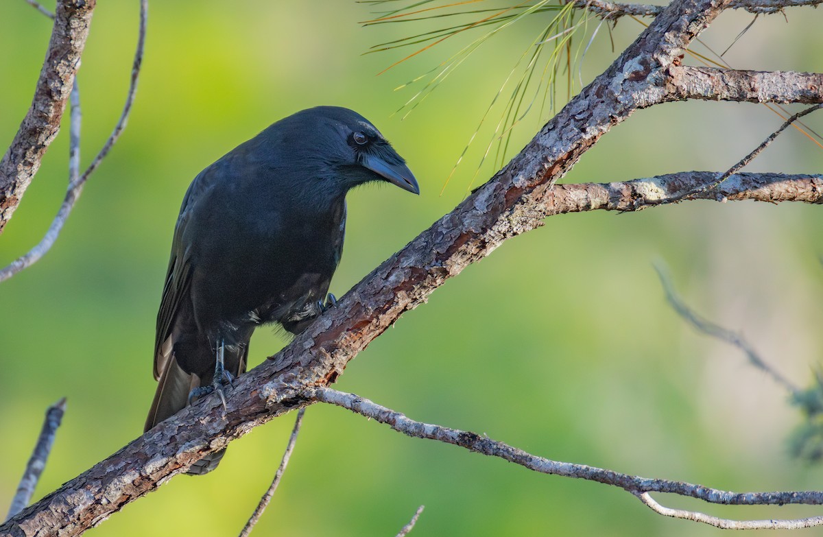 Hispaniolan Palm-Crow - ML653307781