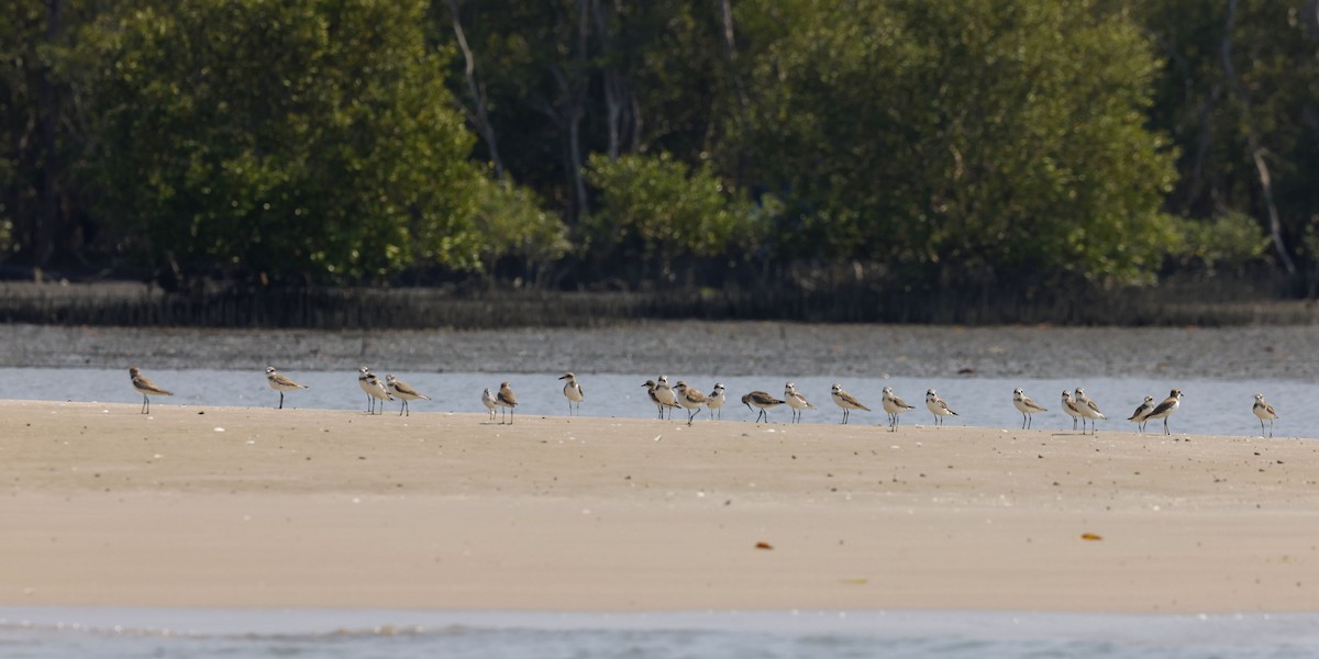 Leschenault txirritxoa - ML653310969