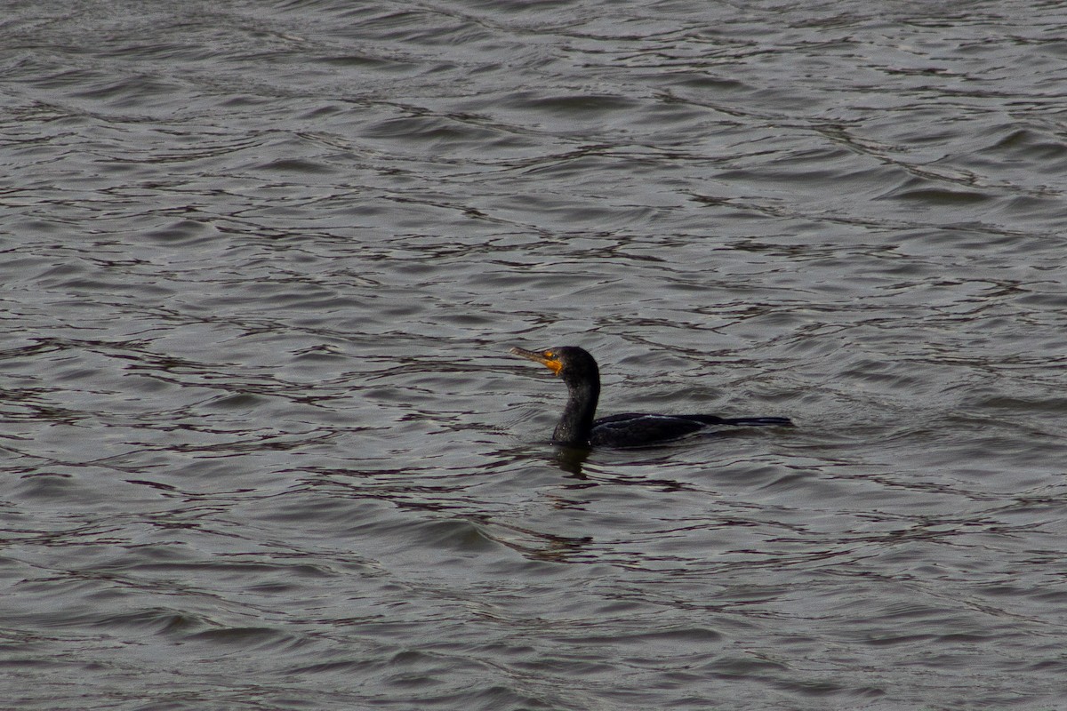 Double-crested Cormorant - ML653312101