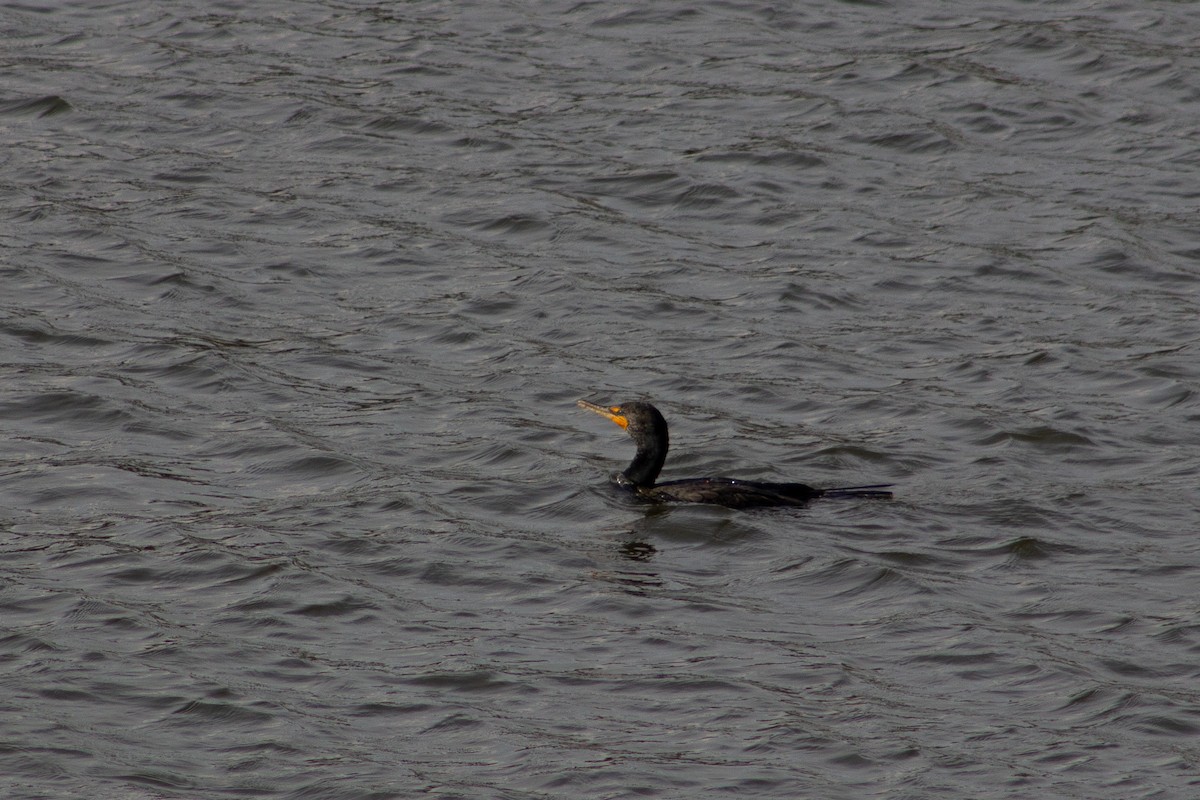 Double-crested Cormorant - ML653312102