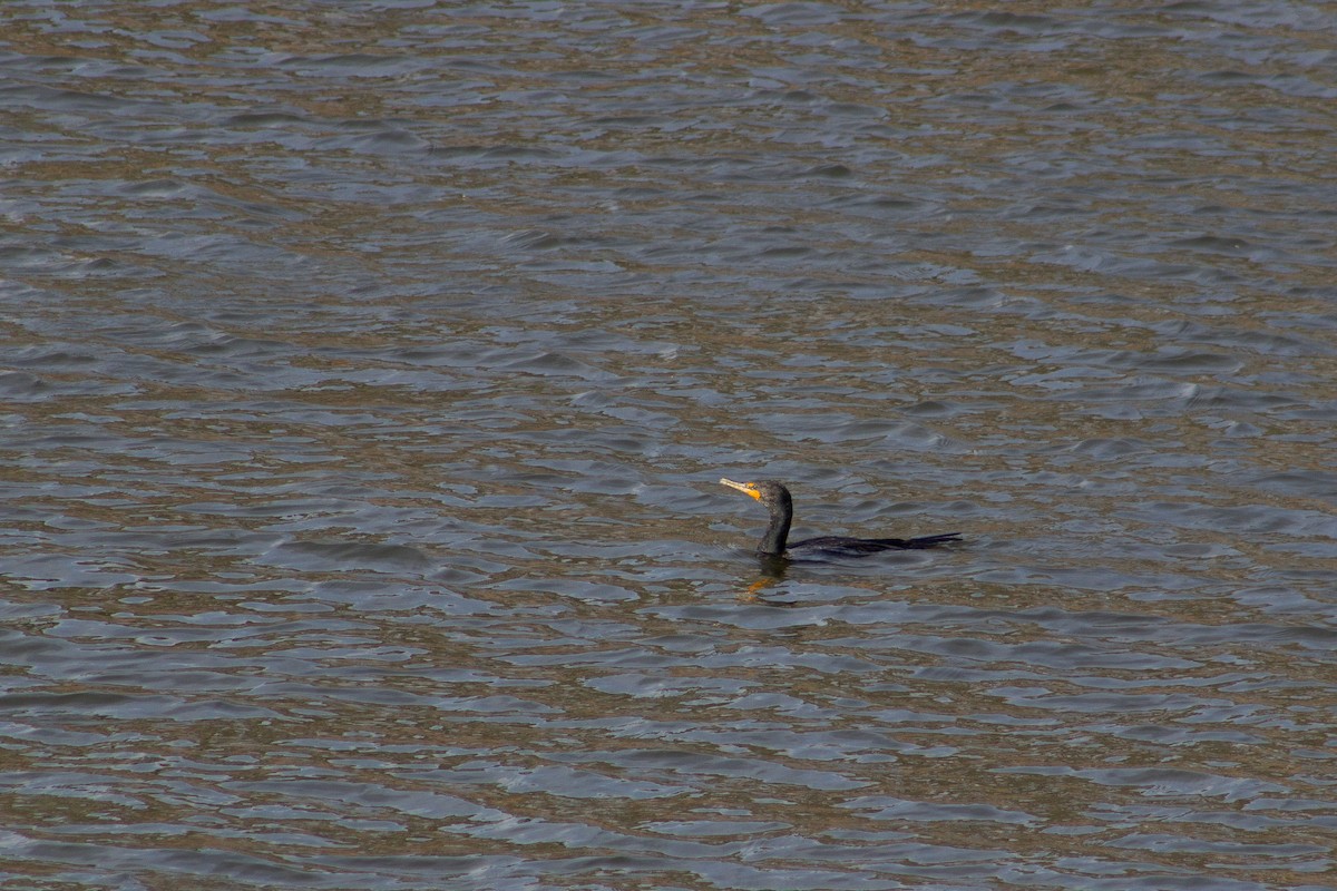 Double-crested Cormorant - ML653312104