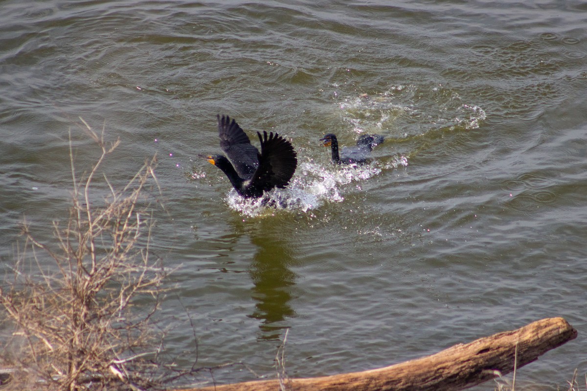 Double-crested Cormorant - ML653312107