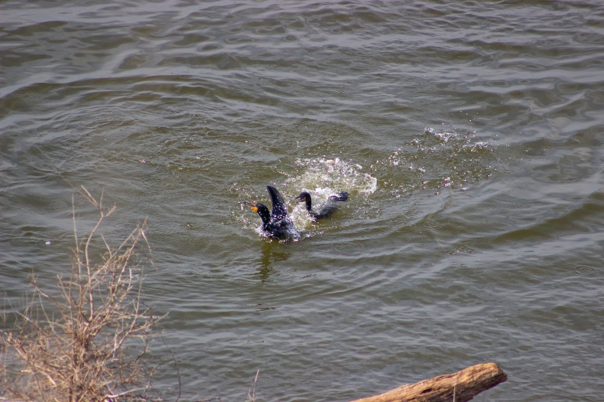 Double-crested Cormorant - ML653312108