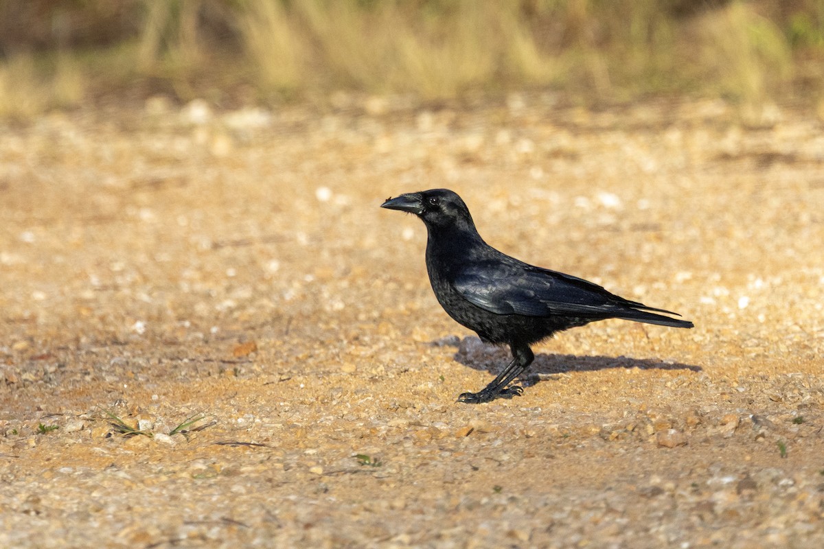 Hispaniolan Palm-Crow - ML653312163