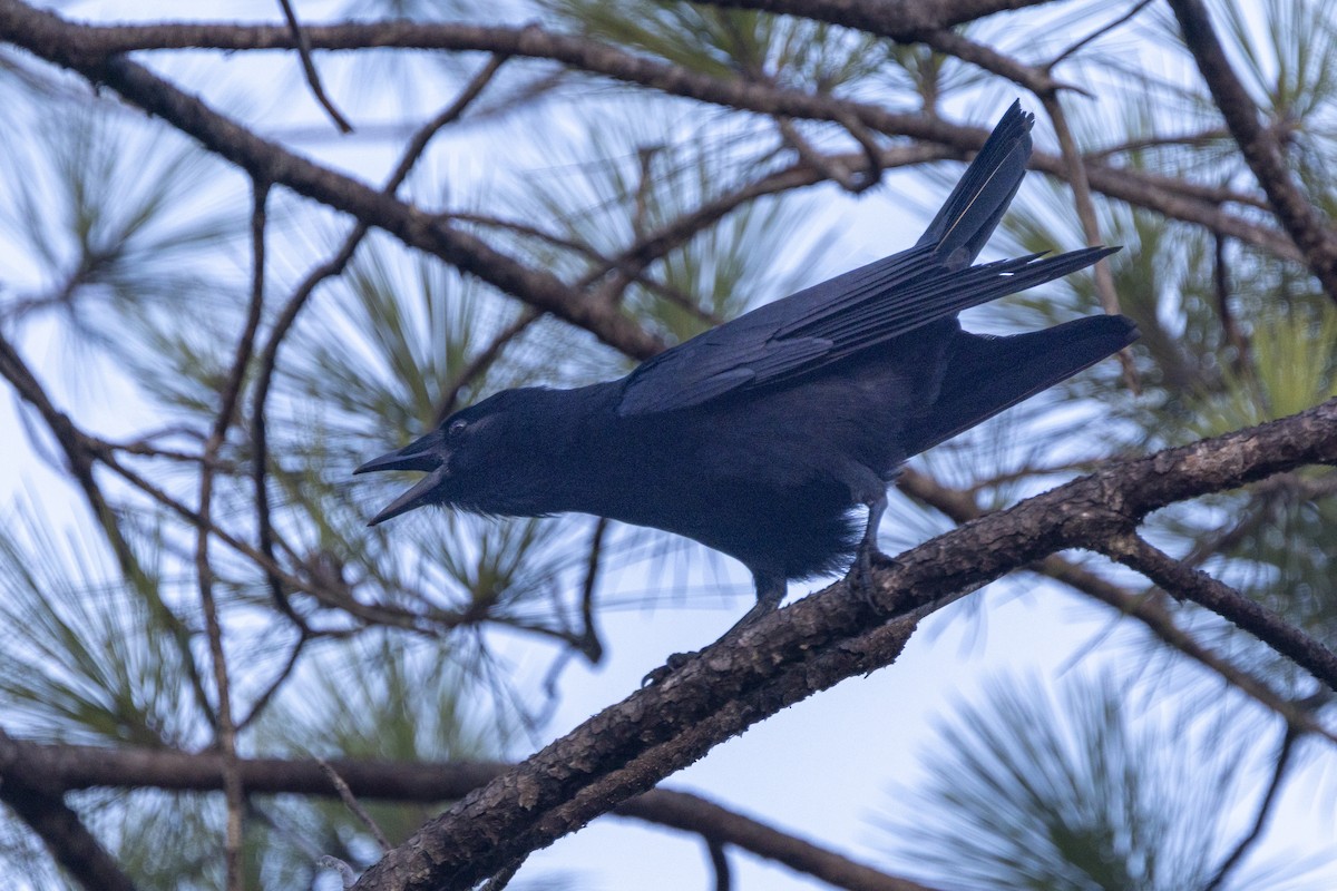 Hispaniolan Palm-Crow - ML653312169