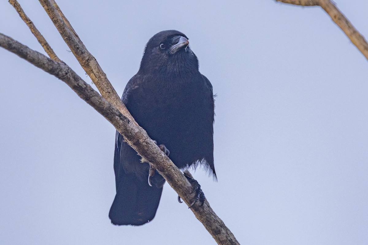 Hispaniolan Palm-Crow - ML653312170