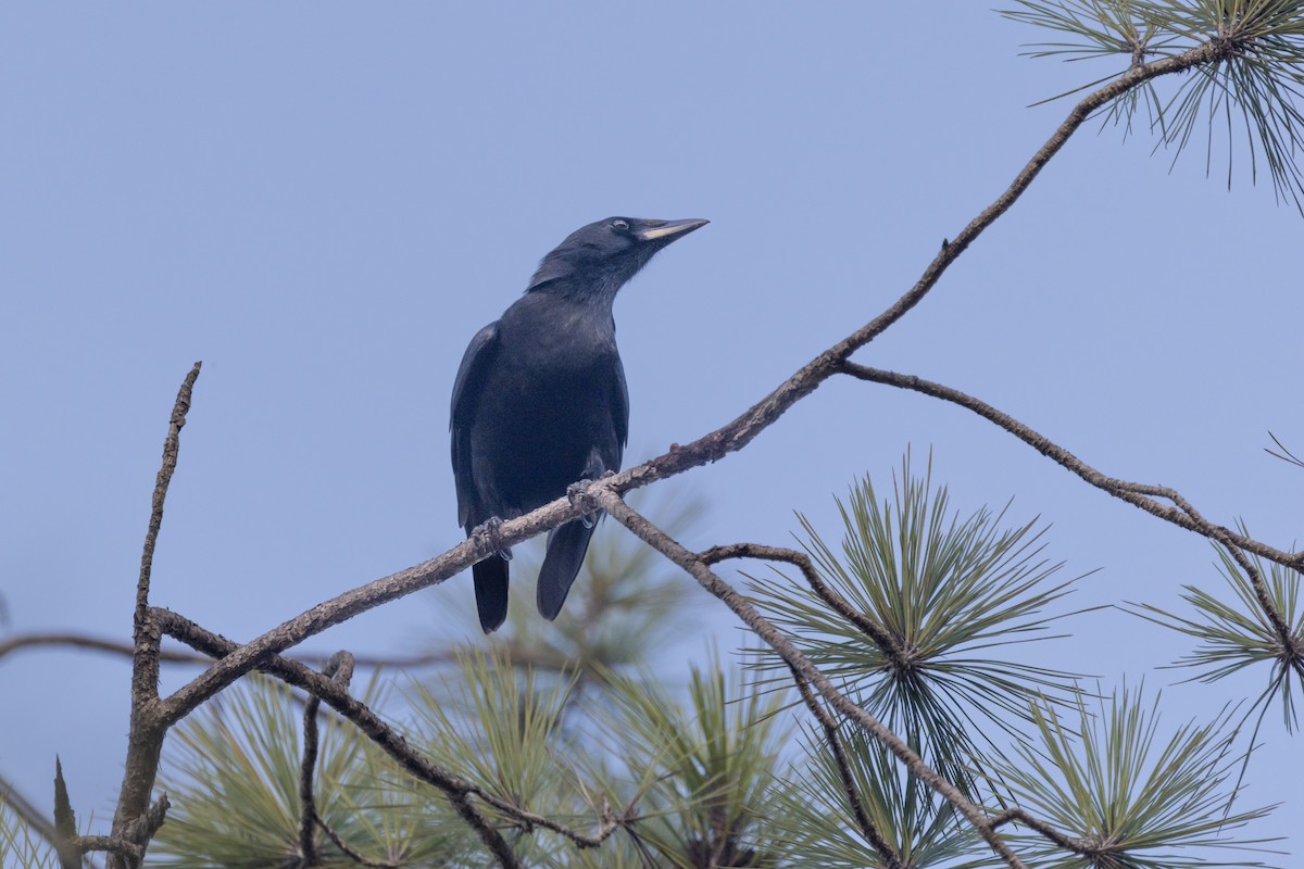 Hispaniolan Palm-Crow - ML653312225