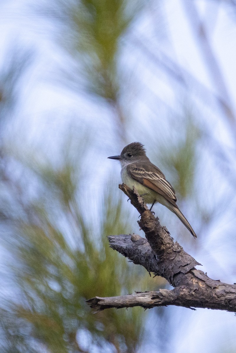 Stolid Flycatcher - ML653312239